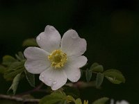 Rosa canina 29, Hondsroos, Saxifraga-Jan van der Straaten