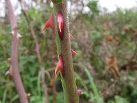 Rosa canina 33, Hondsroos, Saxifraga-Rutger Barendse