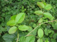 Rosa canina 34, Hondsroos, Saxifraga-Rutger Barendse