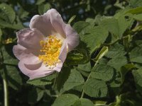 Rosa canina 37, Hondsroos, Saxifraga-Jan van der Straaten