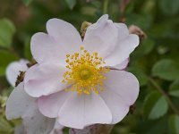 Rosa canina 38, Hondsroos, Saxifraga-Willem van Kruijsbergen