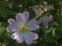 Rosa canina 39, Hondsroos, Saxifraga-Jan van der Straaten