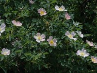 Rosa canina 4, Hondsroos, Saxifraga-Marijke Verhagen