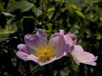 Rosa canina 40, Hondsroos, Saxifraga-Jan van der Straaten