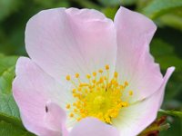 Rosa canina 43, Hondsroos, Saxifraga-Bart Vastenhouw