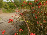 Rosa canina 44, Hondsroos, Saxifraga-Rutger Barendse