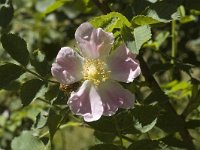 Rosa canina 5, Hondsroos, Saxifraga-Jan van der Straaten