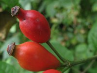 Rosa canina 50, Hondsroos, Saxifraga-Rutger Barendse