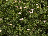 Rosa canina 51, Hondsroos, Saxifraga-Jan Nijendijk