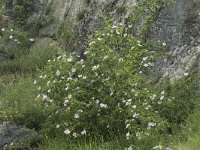 Rosa canina 54, Hondsroos, Saxifraga-Willem van Kruijsbergen