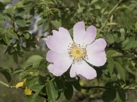 Rosa canina 55, Hondsroos, Saxifraga-Willem van Kruijsbergen