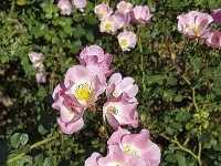 Flowers of Dog rose  (Rosa canina)  Flowers of Dog rose  (Rosa canina) : autumn, dog rose, flora, floral, flower, pink, rosa canina, summer, white, yellow, leaf, leaves, no people, nobody, open, petal, petals, pistil, plant, rosa, roses, stamen, stamens, summertime, vascular plant