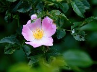 Rosa canina 61, Hondsroos, Saxifraga-Bart Vastenhouw