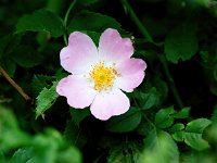 Rosa canina 62, Hondsroos, Saxifraga-Bart Vastenhouw