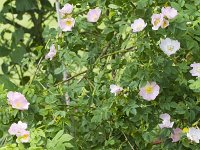 Rosa canina 65, Hondsroos, Saxifraga-Jan Nijendijk