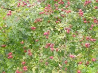 Rosa canina 67, Hondsroos, Saxifraga-National Botanical Garden of Latvia