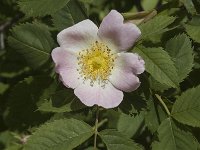 Rosa canina 7, Hondsroos, Saxifraga-Jan van der Straaten