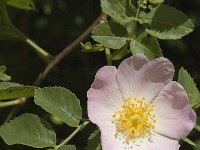 Rosa canina 8, Hondsroos, Saxifraga-Marijke Verhagen