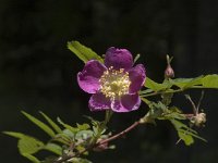 Rosa gallica, French Rose