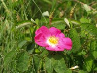 Rosa gallica 2, Saxifraga-Branko Bakan