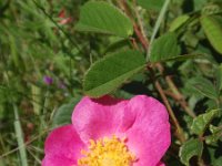 Rosa gallica 3, Saxifraga-Jan Willem Jongepier