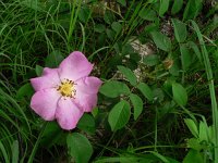 Rosa gallica 4, Saxifraga-Jan Willem Jongepier