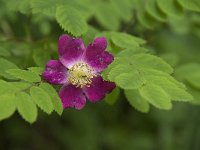 Rosa gallica 5, Saxifraga-Willem van Kruijsbergen