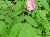 Rosa pseudoscabriscula
