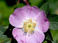 Rosa rubiginosa 30, Egelantier, Saxifraga-Sonja Bouwman  1015. Egelantier - Rosa rubiginosa - Rosaceae familie (i) Wijlre