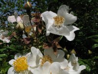 Rosa sempervirens, Evergreen Rose