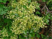 Rubia peregrina 15, Saxifraga-Hans Grotenhuis