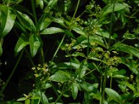 Rubia tinctorum 10, Meekrap, Saxifraga-Ed Stikvoort