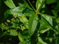 Rubia tinctorum 11, Meekrap, Saxifraga-Ed Stikvoort