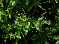 Rubia tinctorum 12, Meekrap, Saxifraga-Ed Stikvoort