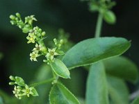 Rubia tinctorum 2, Meekrap, Saxifraga-Peter Meininger