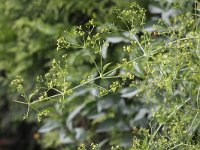 Rubia tinctorum 6, Meekrap, Saxifraga-Peter Meininger