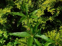 Rubia tinctorum 9, Meekrap, Saxifraga-Ed Stikvoort