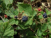 Rubus caesius, Dewberry