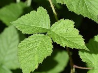 Rubus caesius 11, Dauwbraam, Saxifraga-Sonja Bouwman