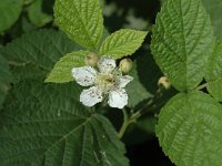 Rubus fruticosus, Blackberry