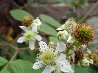 Rubus fruticosus 11, Gewone braam, Saxifraga-Rutger Barendse