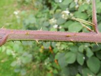 Rubus fruticosus 13, Gewone braam, Saxifraga-Rutger Barendse