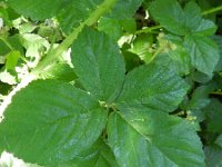 Rubus fruticosus 14, Gewone braam, Saxifraga-Rutger Barendse