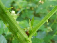 Rubus fruticosus 16, Gewone braam, Saxifraga-Rutger Barendse