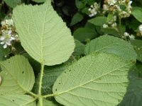 Rubus fruticosus 8, Gewone braam, Saxifraga-Rutger Barendse