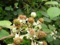 Rubus fruticosus 9, Gewone braam, Saxifraga-Rutger Barendse