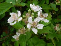 Rubus gratus