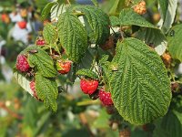 Rubus idaeus 12, Framboos, Saxifraga-Hans Dekker