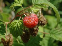 Rubus idaeus 1, Framboos, Saxifraga-Jan van der Straaten