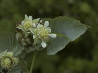 Rubus idaeus 3, Framboos, Saxifraga-Jan van der Straaten